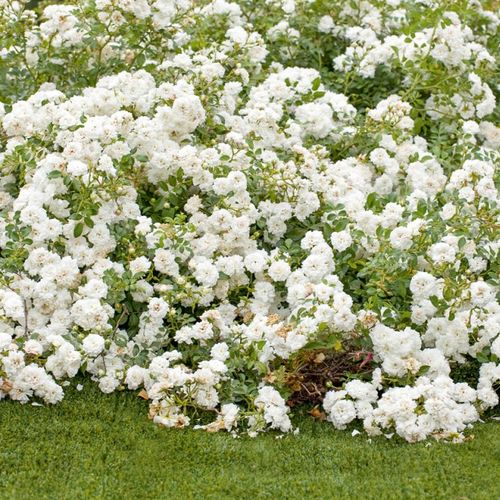 Biały  - Róże pienne - z drobnymi kwiatami - korona zwisająca